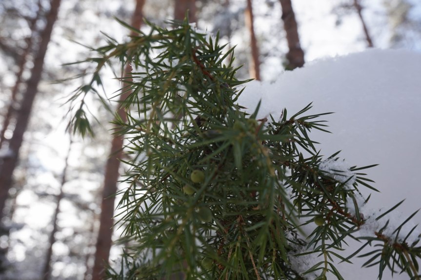 winterinestonia (65)