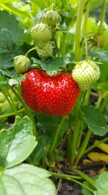 9165b3c97e1466d730c4c05a0c0835b6.0